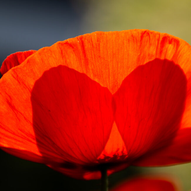 Mohnblume von Anneliese Kläres