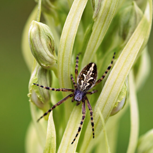 Eichblatt Radnetz Spinne von Uwe Augustin