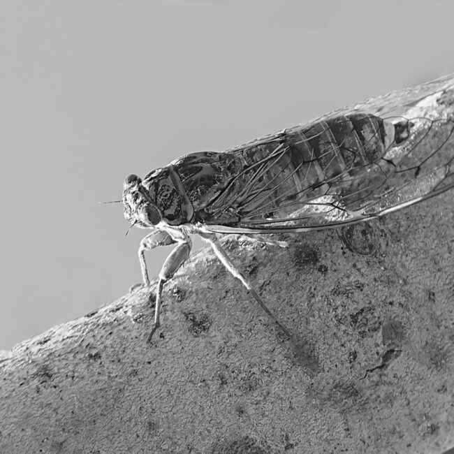 Zikade (Cicadidae, Neotibicen) von Reiner Roczek