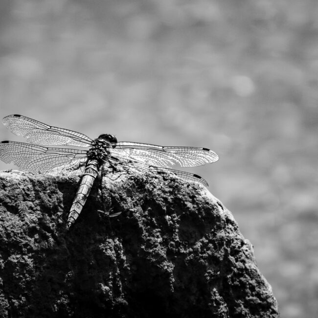 Libelle am Wasser von Hans Göring