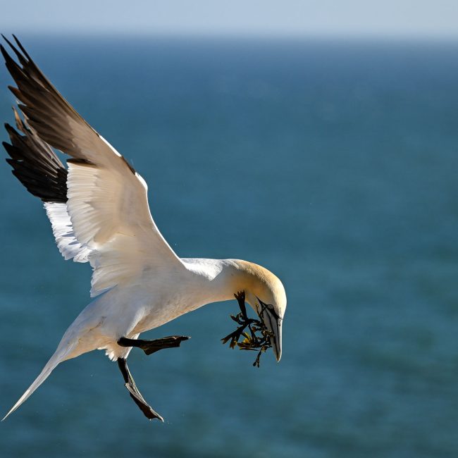 Im Landeanflug aufs Nest von Karlheinz Groh